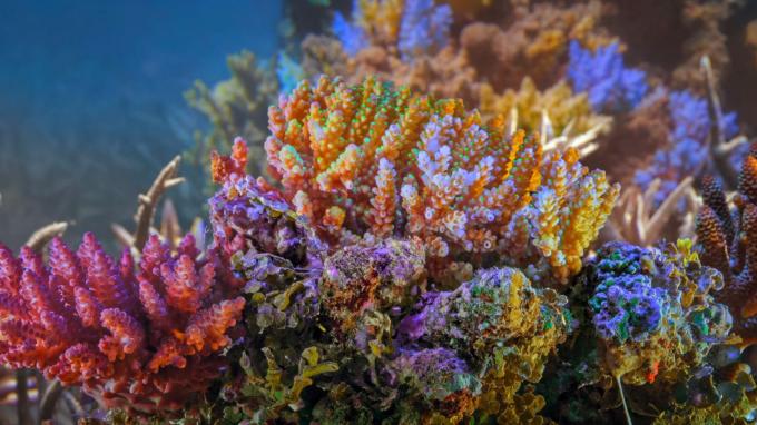 Kollektives Handeln für die Ozean-schützenden Korallen
