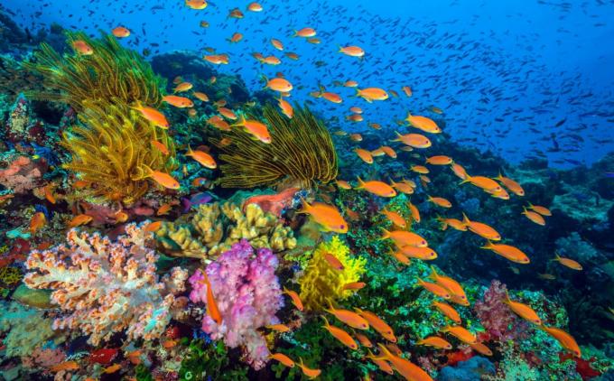 Kollektives Handeln für die Ozean-schützenden Korallen